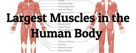 big muscle|10 Largest Muscles in the Human Body